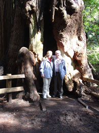 Redwoodtr�d i Muir Woods
